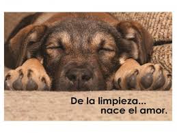 elangelserviciosdelimpieza